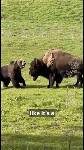 Bison Are Basically Living Tanks