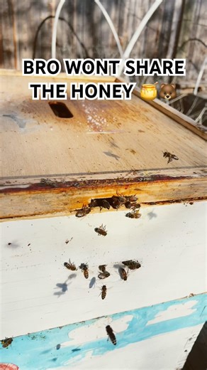 I Found a Bear Eating Honey… in My Beehive