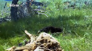Nat Geo Wild - Discovery Channel - Animal Planet - Wildlife Documentary 2015.mp4