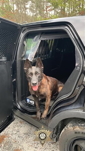 It has been a very sad few weeks for the Dawson County Sheriff’s Office as we say goodbye to two of our K9 partners. K9 Robby Today, the Dawson County Sheriff’s Office honors and remembers K9 Robby for his faithful service to our community. K9 Robby proudly served as a member of the Dawson County Sheriff’s Office Crime Suppression Unit and the North Georgia K9 Task Force from 2019 until his retirement in 2024. A Dutch Shepherd from The Netherlands, Robby was trained in narcotics detection, track