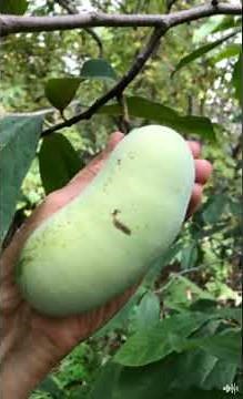 The Pawpaw Tree: A Tropical-Looking, Easy-to-Grow Plant Native to North America