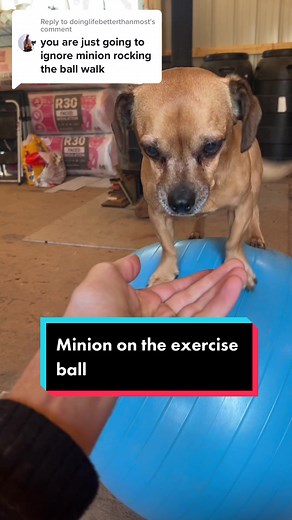 Minion the Dog: Ball Balance Fun