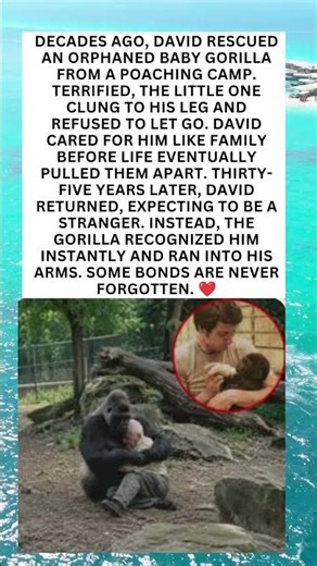 35 Years Later… The Gorilla Never Forgot the Man Who Saved Him ❤️🦍