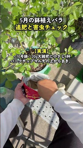 May Care for Potted Roses | Don't Forget to Fertilize and Check for Pests