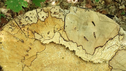 The Ultimate Guide To Spalted Maple - Top Woodworking Advice