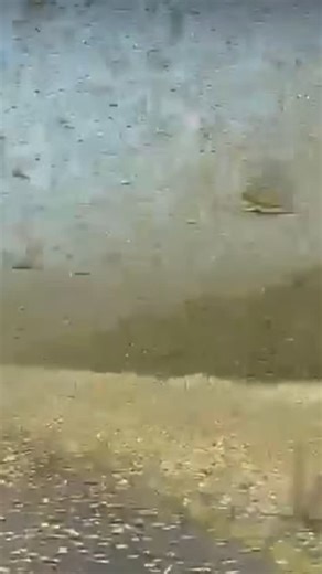 Leandro Yame Editor on Instagram: "Um enorme enxame de gafanhotos atingiu Al-Ahsa, no leste da Arábia Saudita, ameaçando plantações e preocupando moradores. #apocalipse #pragadegafanhotos #arabia #10pragasdoegito"