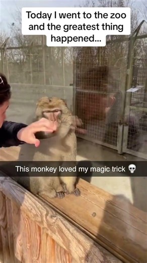 Zoo Monkey's Mind BLOWN By My Magic Trick! 🤯