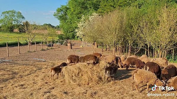 Happy Soay Sheepz #soay #flock #sheep #farmlife
