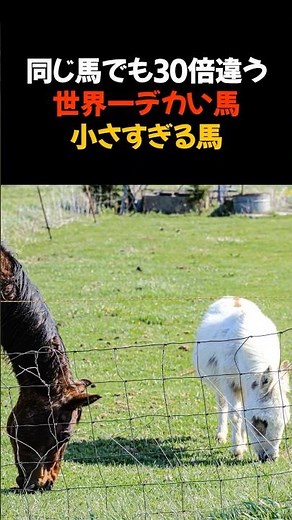 30倍違う⁉世界一でかい馬の品種と小さい馬の品種 #動物雑学 #動物トリビア #ショート