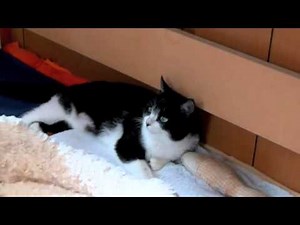 くるねこ大和 20131219 胡麻ちゃんに親愛