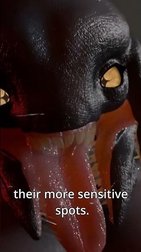 SHORT Furry Guide To Sangehili From HALO