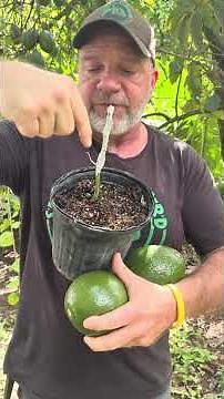 Why avocado farmers don't plant seeds