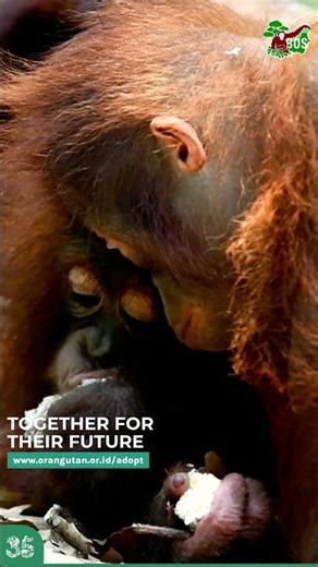 TOGETHER FOR THEIR FUTURE! SAVE ORANGUTANS!