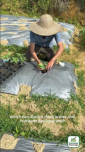 Growing large watermelons using grafting