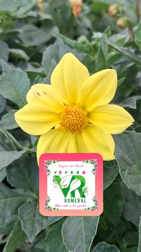 🌷🪴 Vivero & Jardín Romeral (PlantitasYá). 🇨🇱 Región del Maule, frente a Curicó Norte entrada por carretera a camino a Romeral en el kilometro 1, a 1 minuto desde el cruce carretera hacia cordillera. ✅️ Horario: 8:30 a 19:00, . MAPA AL 56991233265. ✅️ LUNES A DOMINGO 🥰 | Guillermo VjMachine Verdugo