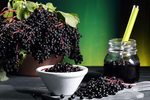 Elderberry vs Poke Berry Identification - Mother Earth Living