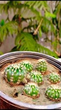 Cactus Plant Propagation and Repotting Tips #cactus #plants #shorts