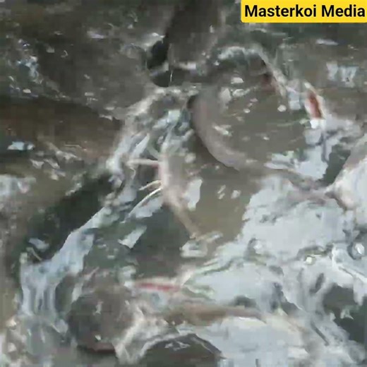 Catfish farming in Africa#viral #fishproduction #fish #Catfishfarming #pond #aquaculture #fisheries