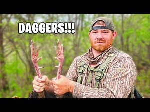 Heavy Gobbler with Great Spurs - Turkey Hunting Public Land