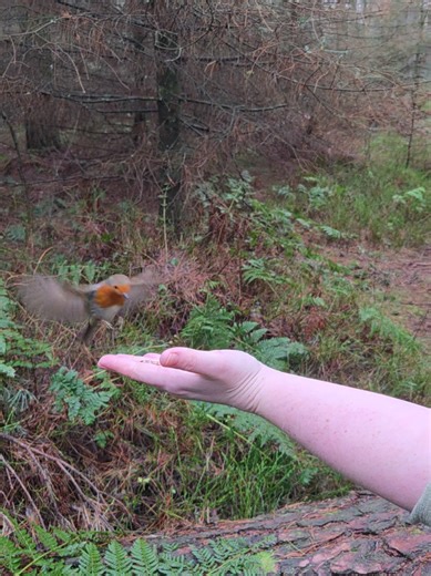 Another slowed down video of the robin flying to my hand to feed. I've been at work this weekend so I'm looking forward to getting back into the forest tomorrow. #wildlife #robin #winter #forest #northumberland