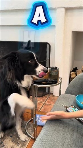 Mr. Wiggles Tricks #aussie #aussielife #dog #dogshorts #dogs