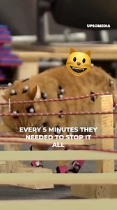 1M views · 16K reactions | When your cat becomes a model for a videogame, you need to stop the work to give him pets every 5 minutes. | The Kiwi | Facebook