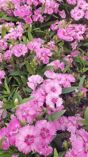 Light pink #Dianthus chinensis #flowers