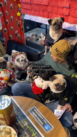 Explore Pug Cafe Living Room in Kyoto, Japan