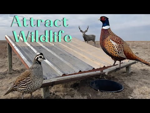 DIY Water Guzzler-Attract More Wildlife