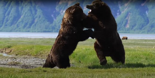 Exclusive from the Field: Two Alaskan Monster Bears Go at It