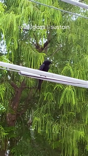 The black drongo’s mimicry game is strong. Spotted in Kota, Rajasthan, this drongo was heard meowing like a cat. Yes, really! From fluty calls to harsh chatters and high whistles, black drongos are master mimics. Here, it’s using a cat’s call to spook other birds and hold its ground. Video: collab/Getty Images #BlackDrongo #BirdMimicry #BirdCalls #KotaWildlife #IndianBirds #RoundglassSustain #BirdBehaviour #SustainExplains | Roundglass Sustain