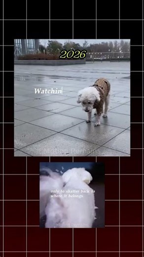 This dog 💔 (Dog sad moment) #shorts #dog #viral