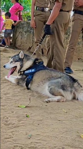 k9 doggies | Sri Lanka 🔥