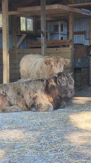 I caught these seconds with a Scarlett licking Ruby. So sweet. ❤️ | Red Tail Ranch
