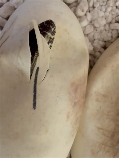 Iguanaland on Instagram: "Argus monitor: Varanus panoptes"