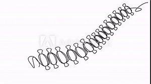Self-drawing of the human spine in line. Animation of the skeleton of the back of a person in the doodle style. Stock 4k video with alpha channel for whiteboard about the musculoskeletal system.