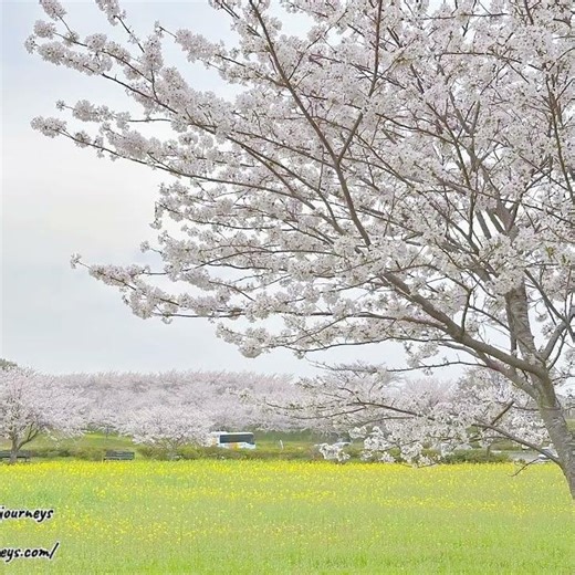 KYUSHU SAKURA ALERT: The Bloom is Here! 🌸
