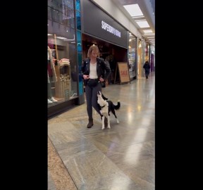 Training A Dog With Distractions