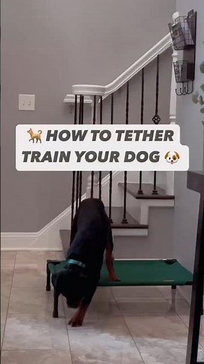 🐕 HOW TO TETHER TRAIN YOUR DOG AND WHY YOU NEED TOO ‼️#dogtraining #puppy #dog