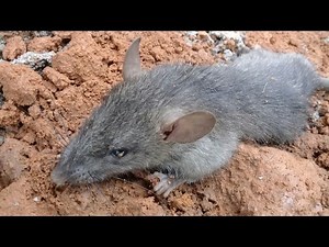 A NATUREZA EM LUTO RATO GABIRU