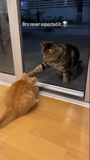 NOOOOOOOO!!!!!!!!!! #funny #cats #pets #animals #catshorts #memes #cute #funnymoments #funnycats
