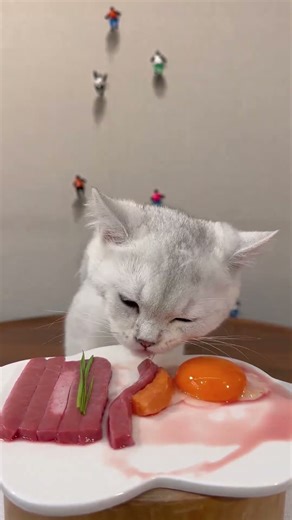 cat eat meatslices 🥩🥚🍳|cat eating sliced meat 🐓| ASMR cat mukbang #cat #cats