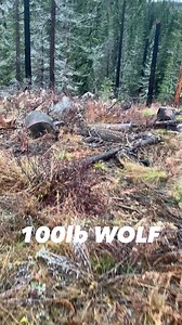 This is the biggest wolf I have ever caught. Weighed in right at 100 lbs. #trailcamnut #hunting #trapping #idaho #wolf #wolves #wolfpack #outdoors #coyote | Trail Cam Nut