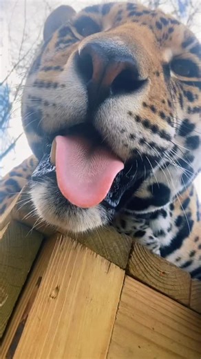 Samantha Faircloth | Big Sniffs 🐆 | Instagram