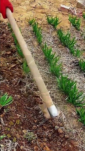 Satisfying Garlic Field Cultivation: The Ultimate Rhythmic Soil Turning! 🧄⛏️ #farmoratv #asmr