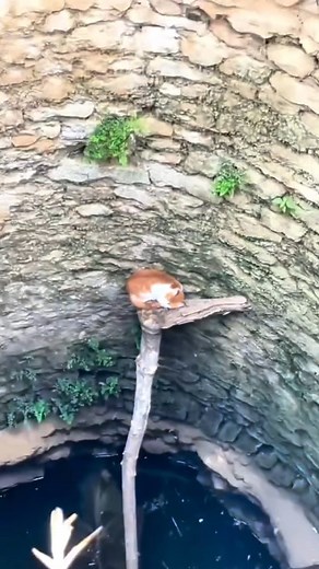 Fulll viideo here👎👎 https://dogs.khoaluantotnghiep.net/4246/12/ M0911001 Vejam que lindo resgate, esse gatinho caiu nesse poço após fugir de predadores! part1 | Indolore