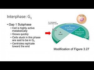 Cell Cycle and Interphase