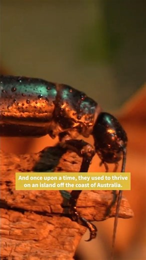 A story of survival #conservation #extinction