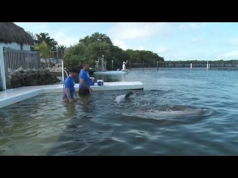 The Dolphin Research Center -- swim with dolphins in the Florida Keys