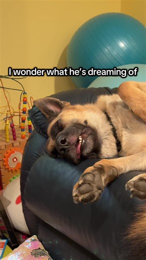 Sleepy pup 🐶 #GermanShepherd #DogTok #dogcomedy #sleepydog #dogsoftiktok